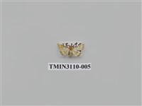 藏品(螟蛾197)的圖片